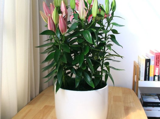 百合花养殖方法