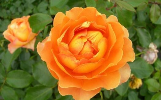 蜂蜜焦糖月季的优缺点