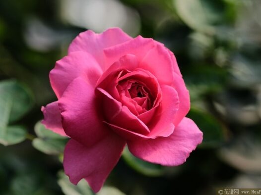 伊芙里奥月季的优缺点
