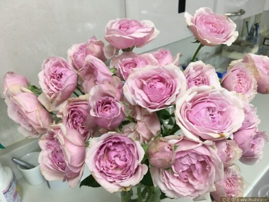 复古珊瑚月季的优缺点